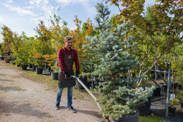 How Our Tree Care Process Works  in  Hicksville, NY